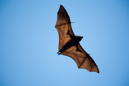 SIGA Majcoat® 350 Breathable Membrane (Bat friendly)